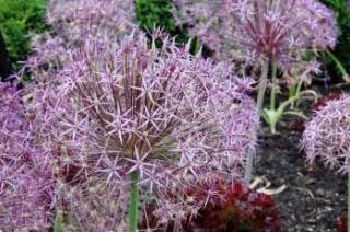 Allium cristophii - ornamental onion